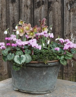 Metal pot with pink cyclamen, hellebores, and snowdrops on a stone surface by a wooden fence