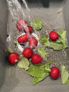Radishes Washing in Sink
