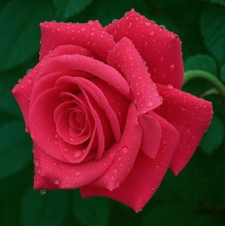 Close-up of a pink rose with water droplets against green foliage