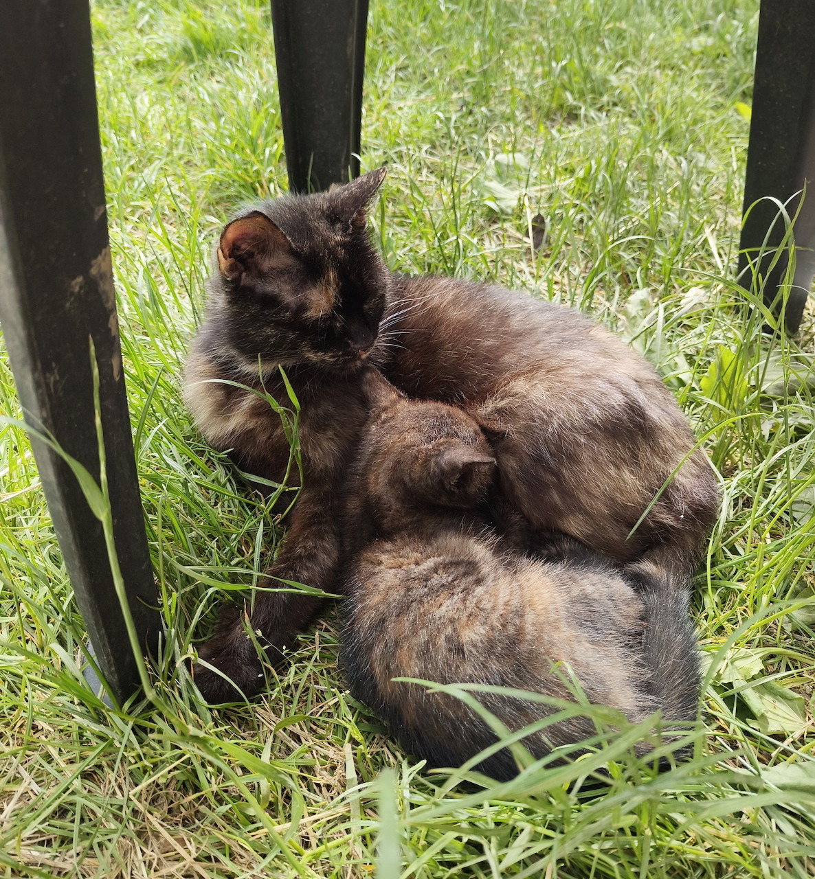 Tortoiseshell cat and kitten resting together in grass