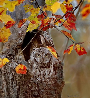 Camouflaged owl sitting in a tree hollow with colorful autumn leaves above