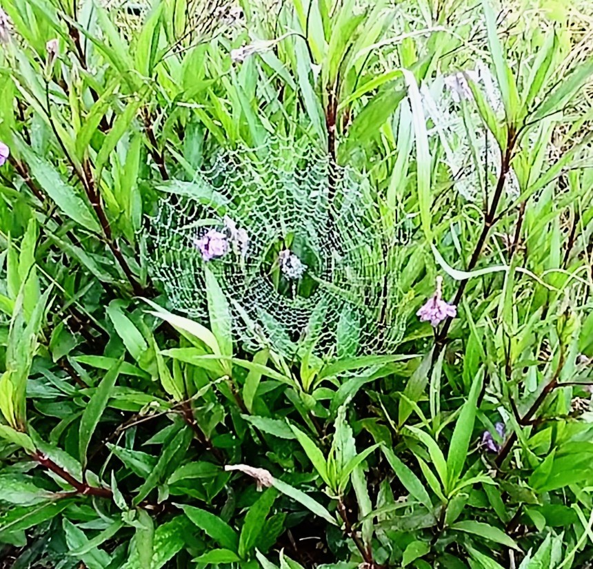 Close-up of a spider web among dense green plants and small purple flowers
