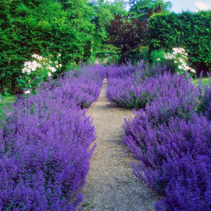 Lavender Garden Path
