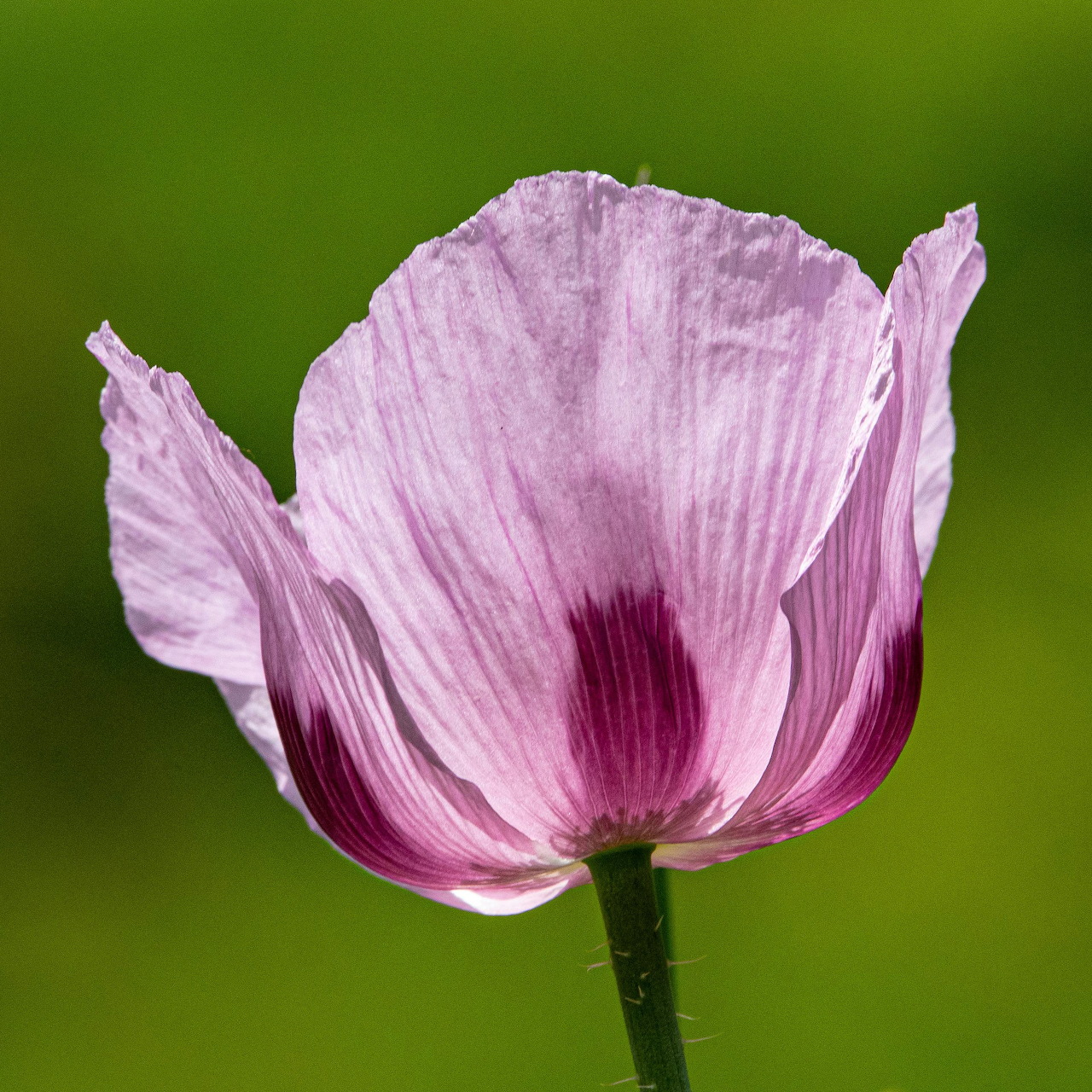 Close-up of a pink poppy flower with a green blurred background