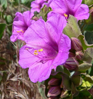 Mirabilis Multiflora Wildflowers