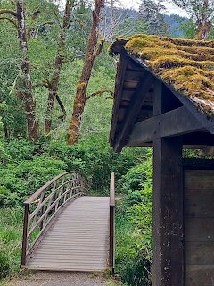 Moss-Covered Bridge in Forest