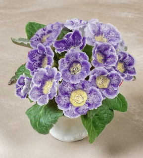 Purple Gloxinia Flowers in Vase