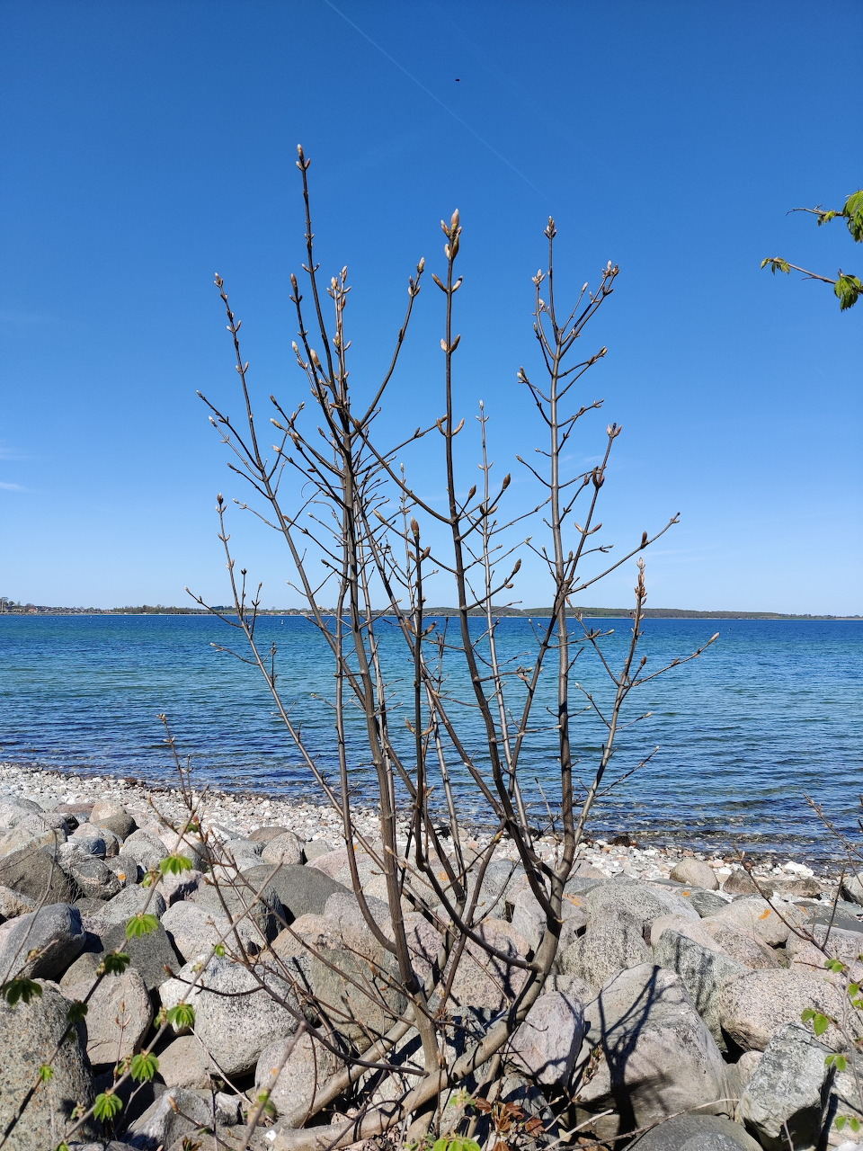 Small shrub growing among rocks by a calm blue lakeshore under a clear sky
