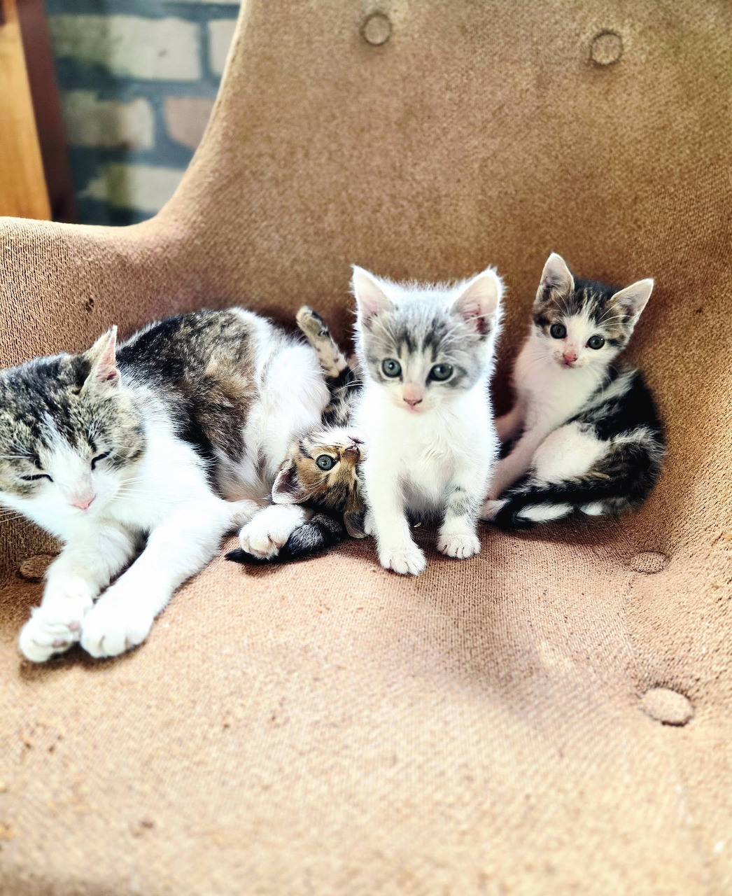 Mother cat lying on a beige armchair with three small white and tabby kittens