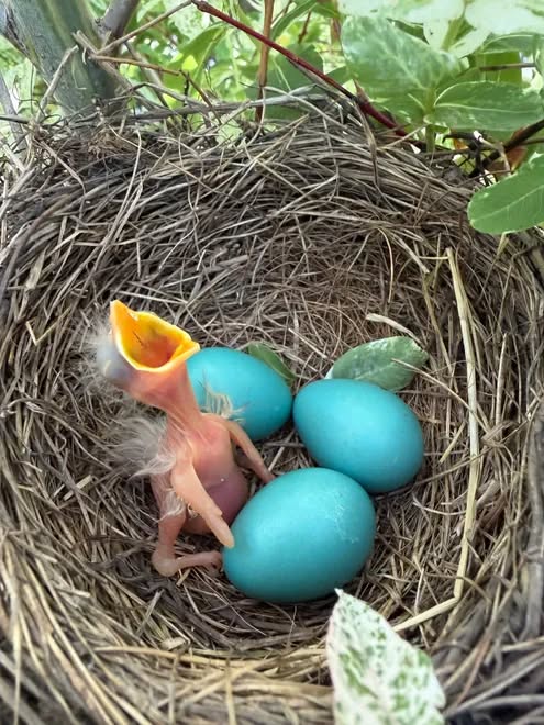 Newly hatched baby bird in a nest with three blue eggs