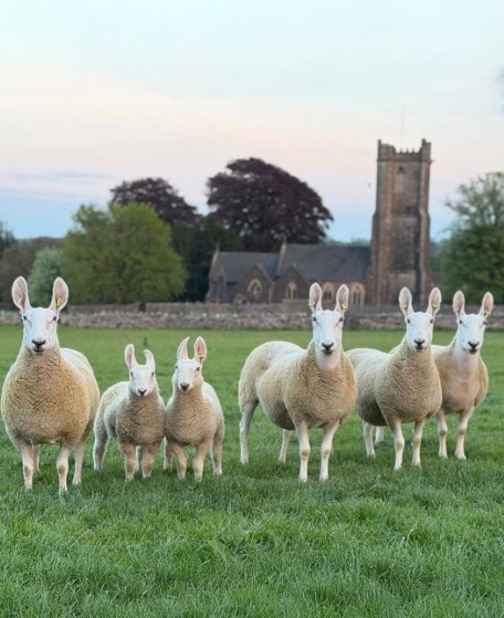 Six sheep in a grassy field with a church in the background