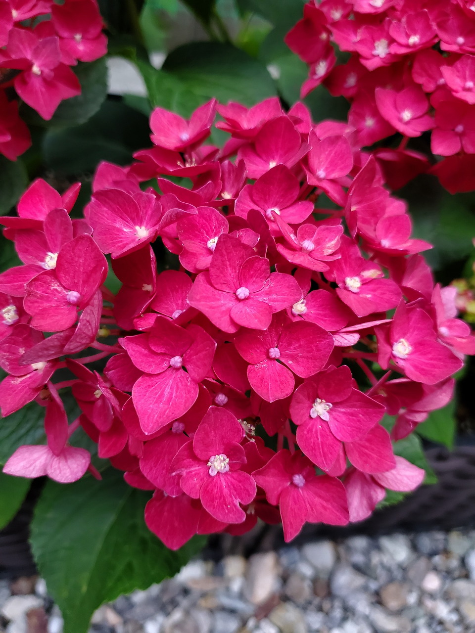 Close-up of bright pink hydrangea flowers with green leaves