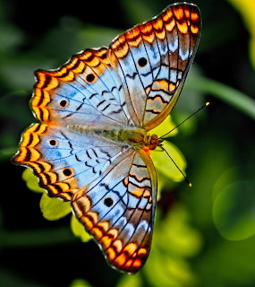 Blue butterfly with orange and black spotted wing borders on green foliage