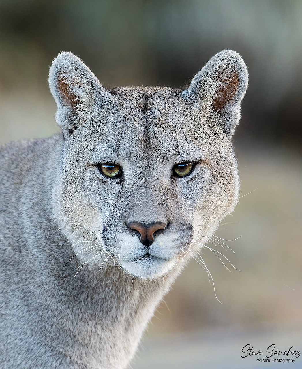 Puma Portrait