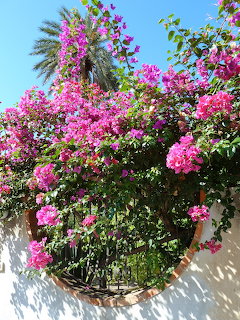 Bright pink bougainvillea flowers overflowing from a wall-mounted basket planter on a white Mediterranean-style wall