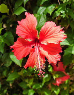 Close-up of a bright red hibiscus flower with extended stamen surrounded by green leaves