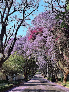 Street lined with bloming purple jacaranda trees forming a canopy over a petal-covered road