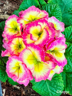 Cluster of pink and yellow primrose flowers with bright green leaves