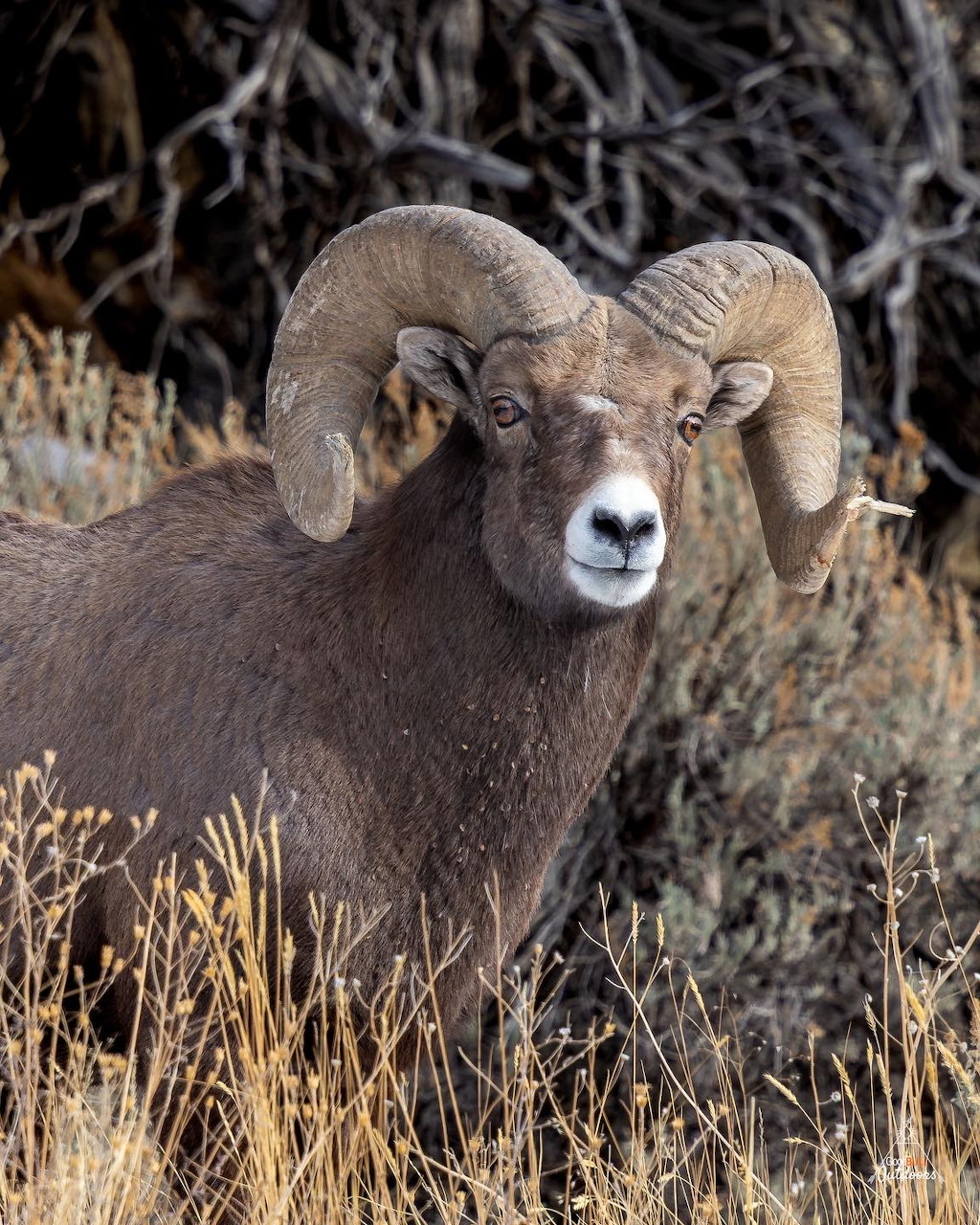 Close-up of a bighorn sheep ram with large curved horns standing in dry grassland