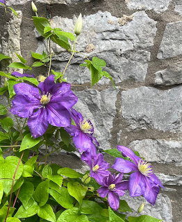 Purple Clematis Flowers