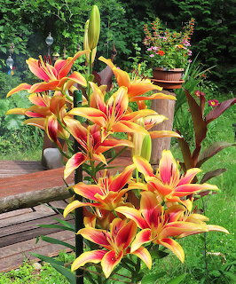 Tall stem of orange and yellow lilies blooming in a garden with wooden deck