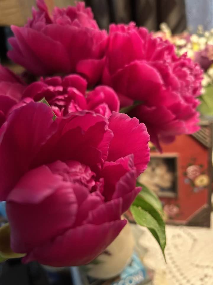 Summer Flower Bloom