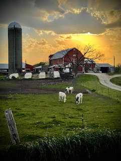Red barn and tall silo with white cows grazing on green grass under golden sunrise sky