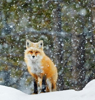 Red Fox in Snow