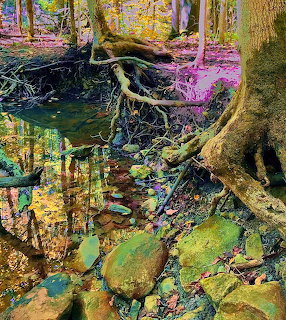 Forest stream with tree roots, rocks, and vibrant reflections in water