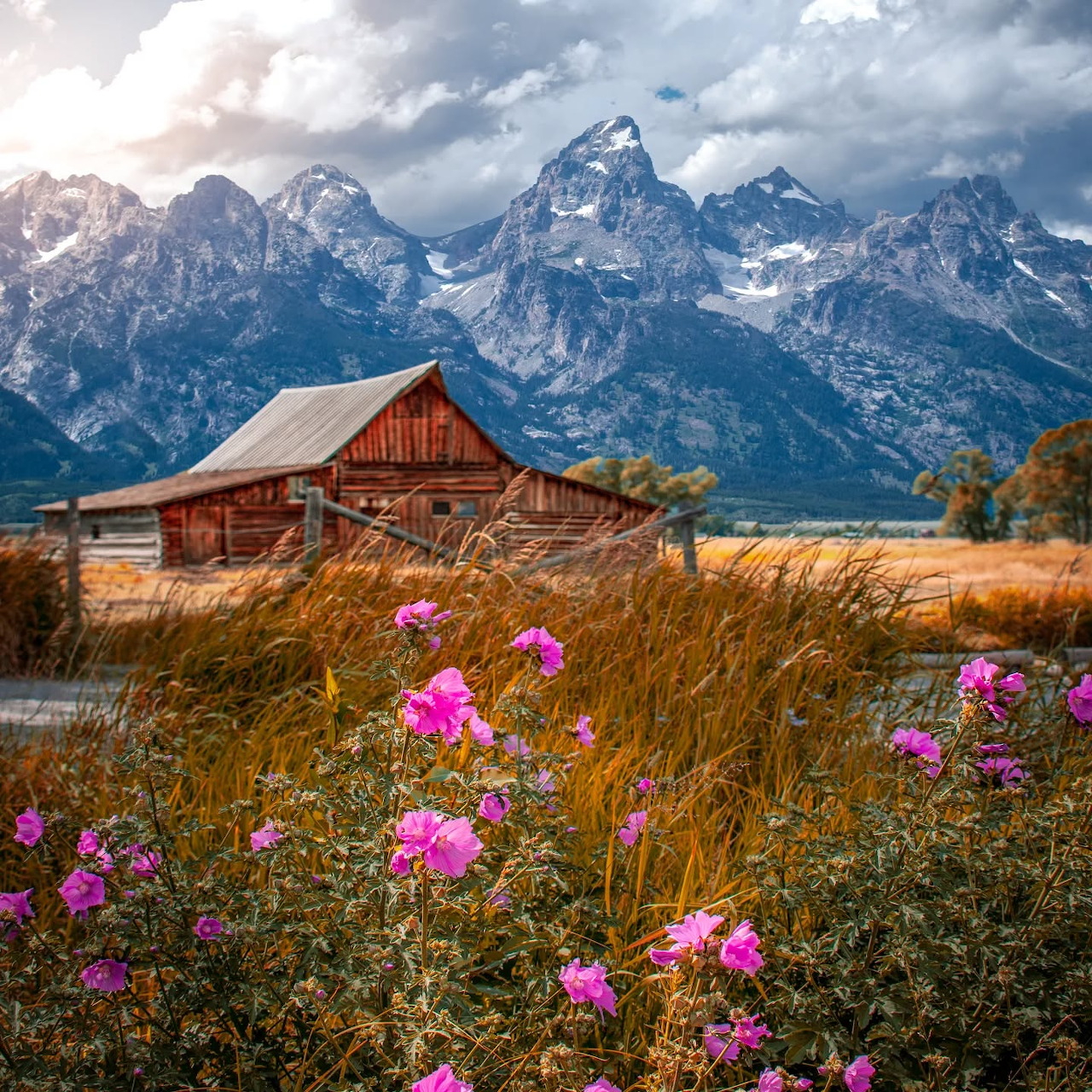 Rustic barn with pink wildflowers in foreground and Grand Teton mountains in background