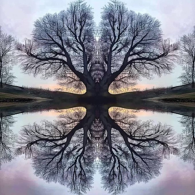 Symmetrical leafless tree reflected in still water at dusk