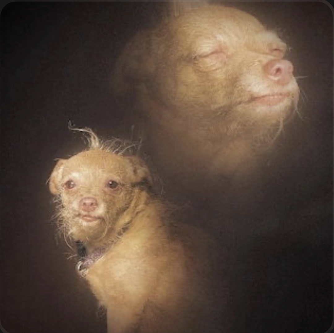 Soft-focus image of two small tan dogs, one in front and one faded in the background