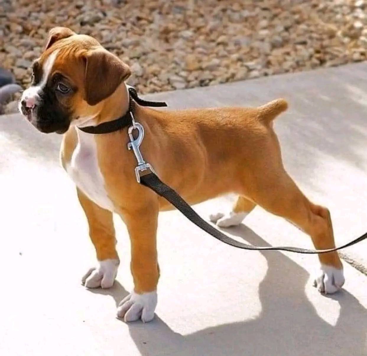 Tan and white boxer puppy standing on concrete wearing black harness
