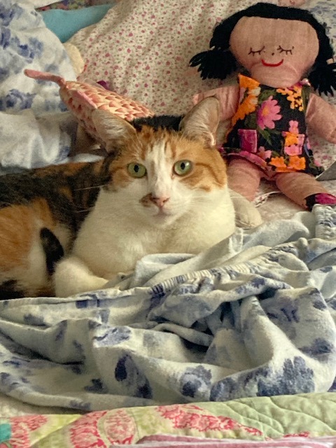 Calico cat lying on a bed next to a rag doll