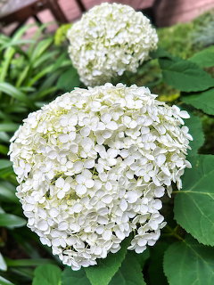 Two white hydrangea blooms with green leaves in a garden