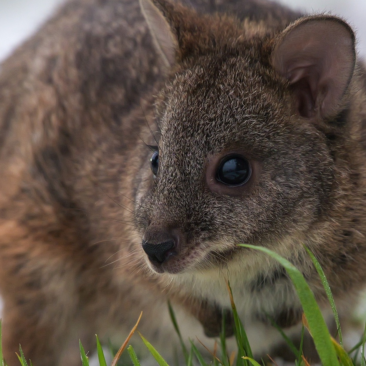 Close-up of a small brown wallaby with large dark eyes near blades of grass