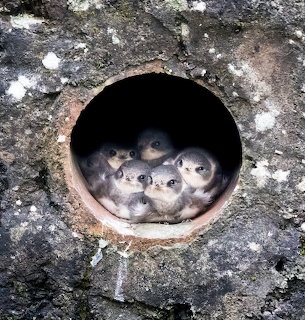Five fuzzy sand martin baby birds crowded in a round pipe hole in concrete wall