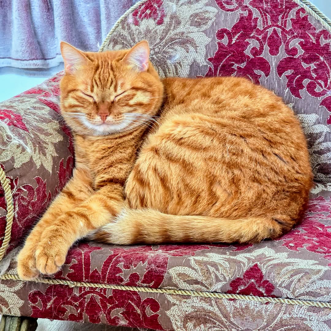 Orange tabby cat curled up on ornate floral armchair