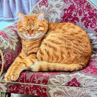Orange Tabby in a Chair