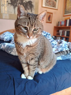 Brown tabby cat with white paws sitting on blue bedding in bedroom