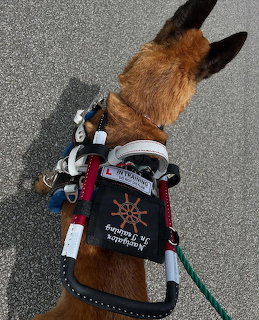 Belgian Malinois service dog wearing vest and harness viewed from above on pavement