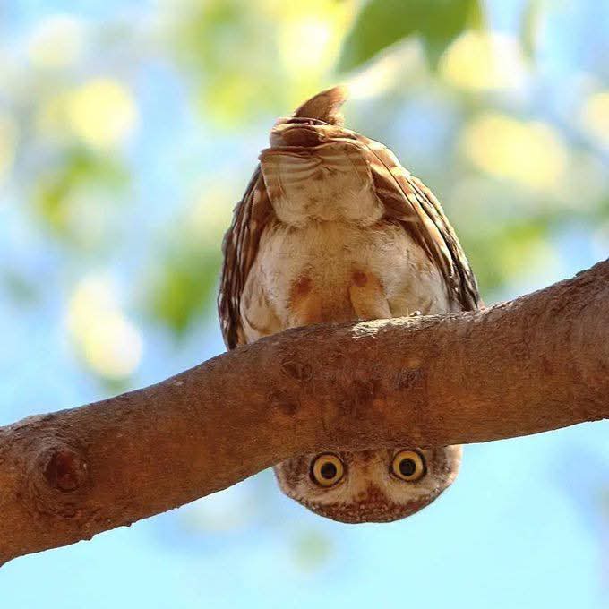 Brown owl sitting on a branch with blurred blue and green background