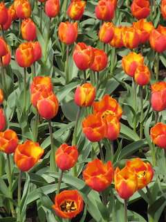 Orange Tulips