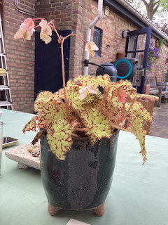 Potted begonia with colorful variegated leaves on a green outdoor table near a brick building