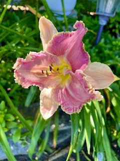 Close-up of a pink daylily flower with ruffled petals and yellow center in a garden