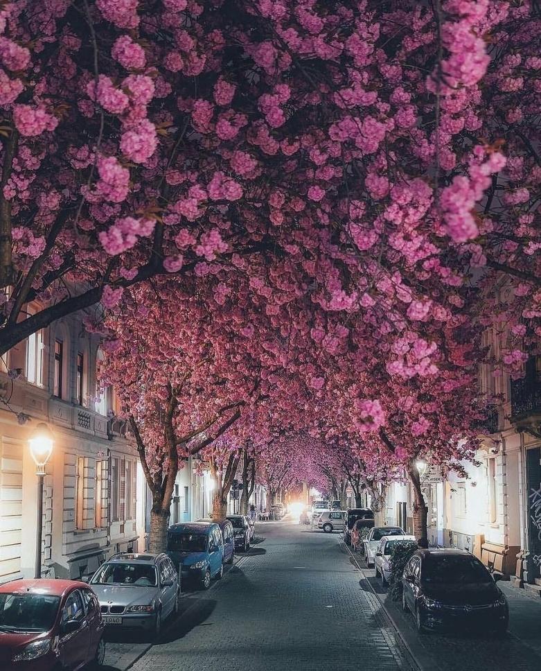 Night view of city street canopied by blooming pink cherry blossom trees with parked cars and streetlights