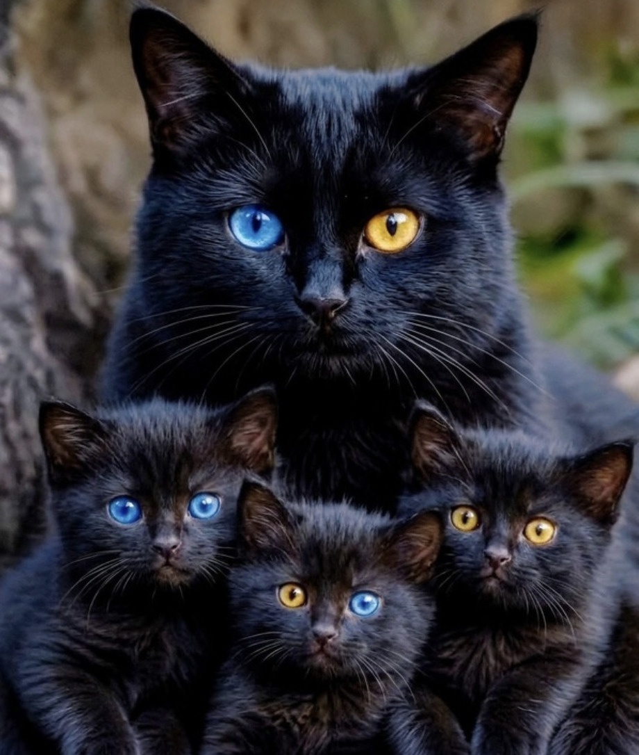Black mother cat with three black kittens, all with striking blue or yellow eyes
