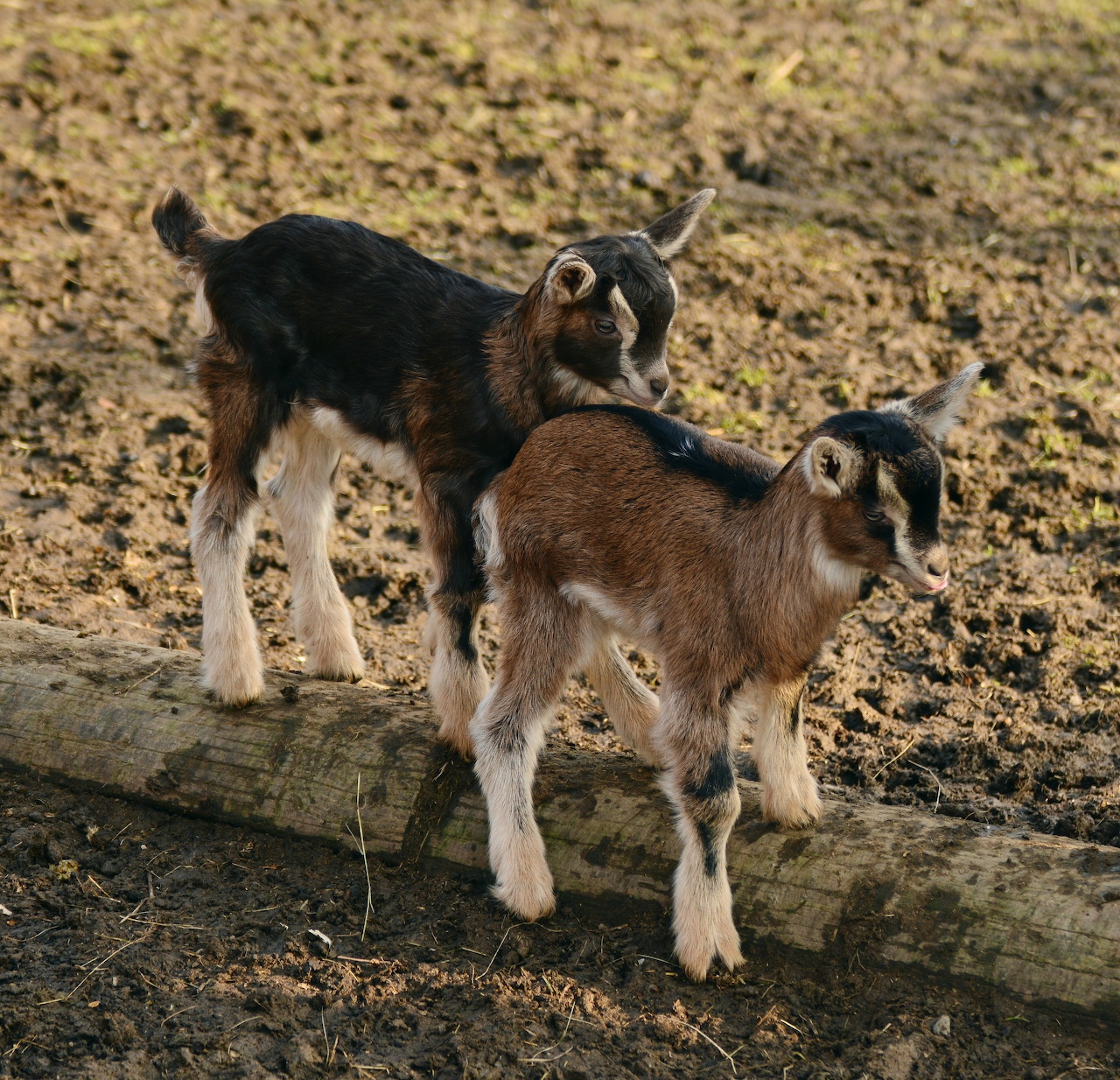 Baby Goats on Log