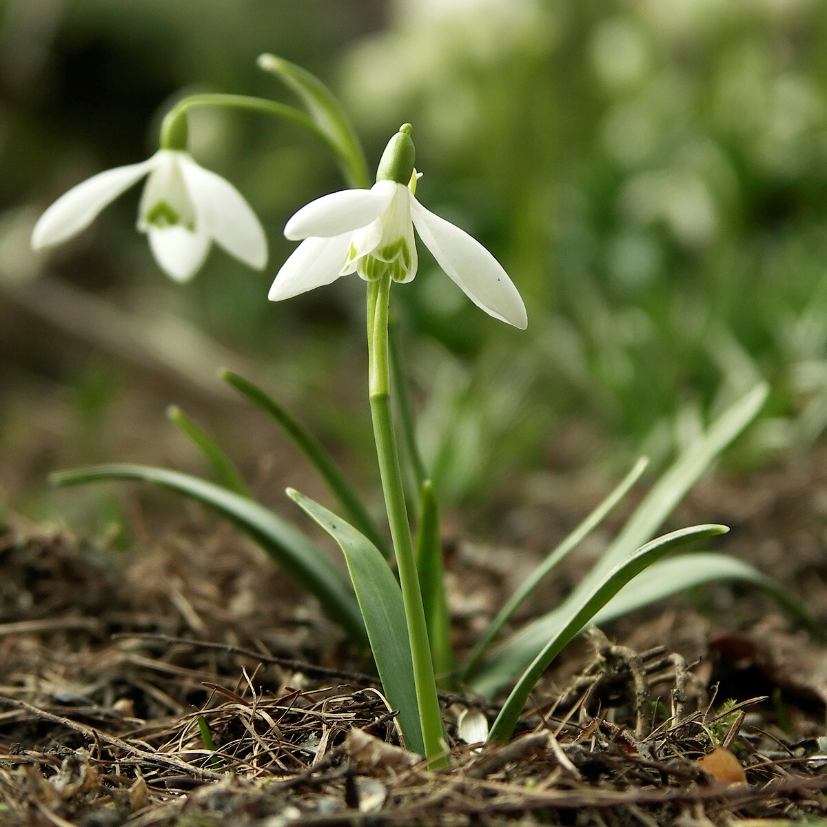 White snowdrop flower with green stem emerging from brown soil against blurred green background