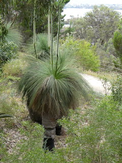 Australian grass tree with dark trunk and spiky green foliage on a hillside overlooking coastal bushland